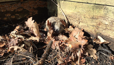 compost