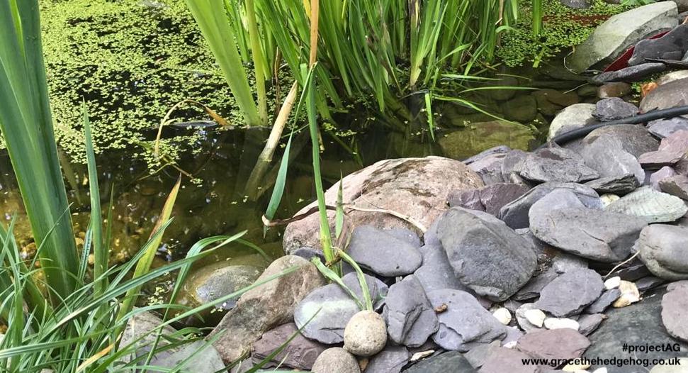 HAimage Lyn pond drink or drown
