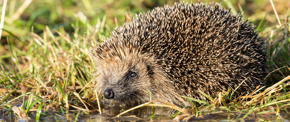 Hedgehog drinking rainwater, wild, native hedgehog in natural environment